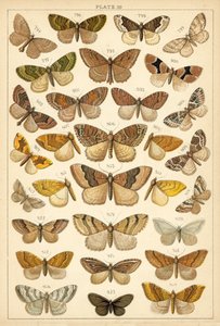 Placa de Mariposas y Polillas de Nuestro País de English School