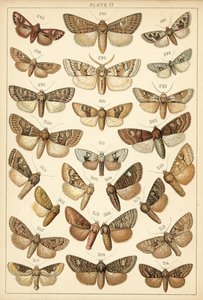 Placa de Mariposas y Polillas de Nuestro País (cromolitografía) de English School