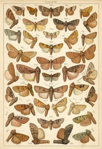 Placa de las mariposas y polillas de nuestro país de English School