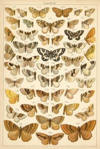 Placa de las mariposas y polillas de nuestro país de English School