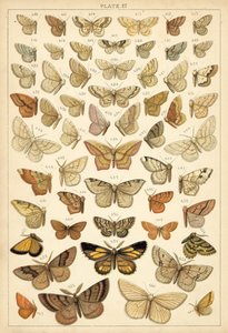 Placa de las mariposas y polillas de nuestro país de English School