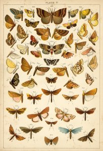 Placa de las mariposas y polillas de nuestro país de English School
