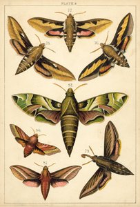 Placa de Mariposas y Polillas de Nuestro País