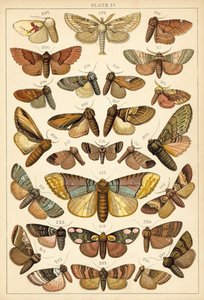 Placa de Mariposas y Polillas de Nuestro País