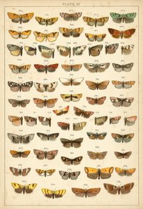 Placa de Mariposas y Polillas de Nuestro País de English School