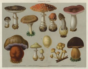 Hongos venenosos (litografía en color) de English School