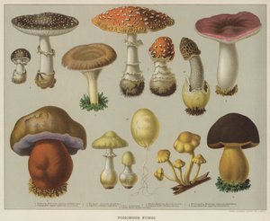 Hongos venenosos