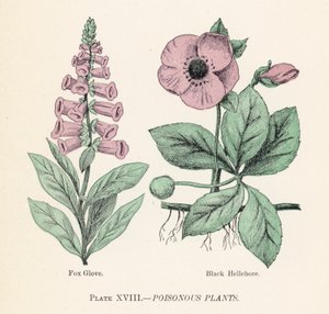 Plantas venenosas
