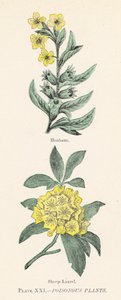 Plantas venenosas de English School
