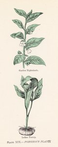 Plantas venenosas
