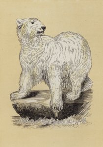 Oso Polar de English School