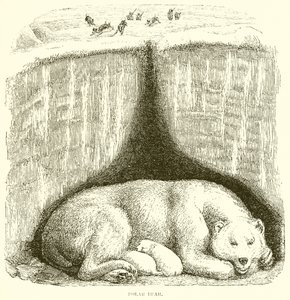 Oso Polar