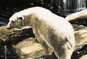 Oso Polar de English School