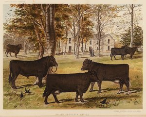 Polled Aberdeen Cattle (litografía en color)