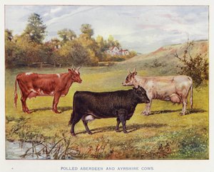 Vacas Aberdeen y Ayrshire sin cuernos