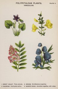 Plantas polipétalas, irregulares