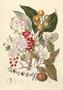 Pomaceae, la tribu de las manzanas de English School