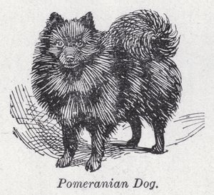 Perro pomerania