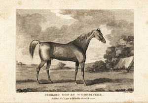 Retrato del caballo de carreras campeón Buzzard por Woodpecker de English School