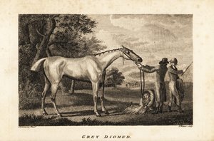 Retrato del caballo de carreras Grey Diomed con jockey y mozos de cuadra