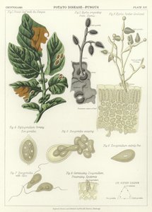 Enfermedad de la papa, hongo