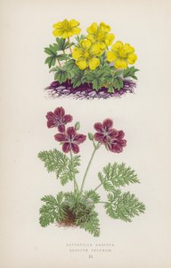 Potentilla Ambigua; Erodium Petraeum (litografía a color)