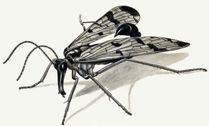 Depredadores del pasado (Mosca escorpión) de English School