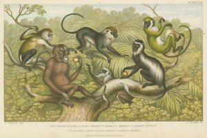 Primates de English School