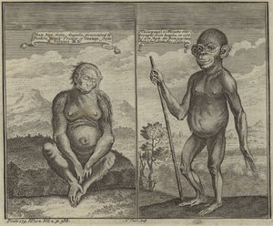 Primates de Angola de English School
