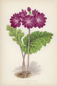 Primula Cortusoides Amoena (litografía en color) de English School