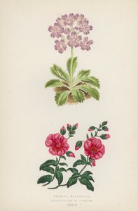 Primula Marginata; Helianthemum Roseum de English School