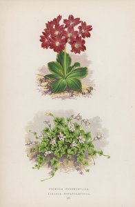 Primula Pedemontana; Linaria Hepaticaefolia (litografía en color) de English School