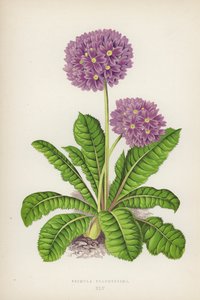 Primula Pulcherrima de English School