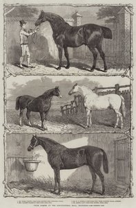 Caballos premiados en el Salón Agrícola, Islington de English School