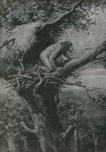 Probablemente arbóreo - ilustrado por R L S de English School