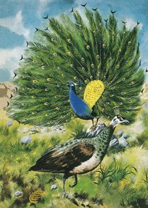 Orgulloso como un pavo real