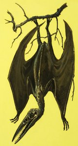 Pterodactylus de English School