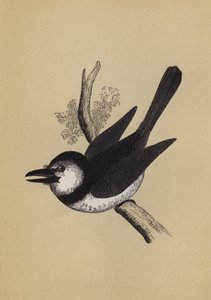 Pájaro soplador de English School