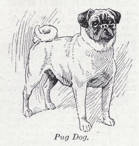 Perro pug de English School