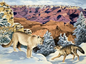 Puma y coyote se encuentran en el Parque Nacional del Gran Cañón
