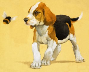 Cachorro de English School