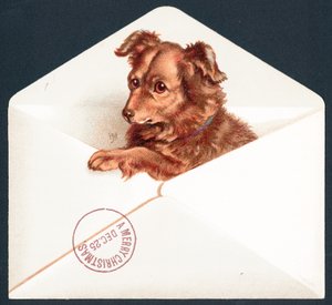 Cachorro en sobre