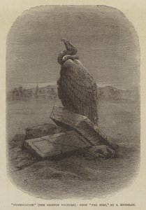 "Purificación" (El Buitre Leonado), de "El Pájaro," por J Michelet