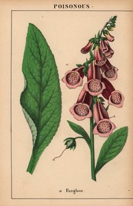 Dedalera morada  , de "The Instructive Picturebook, or Lessons from the Vegetable World", [Charlotte Mary Yonge], Edimburgo de English School