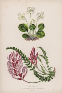 Pyrola Uniflora; Astragalus Monspessulanus