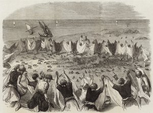 Captura de codornices en Siria