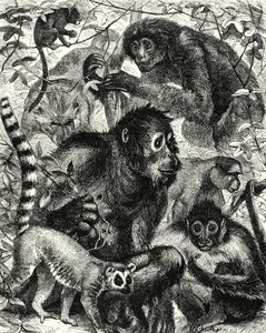 Quarumana: La tribu de los monos (grabado) de English School