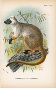 Canguro arbóreo de Queensland de English School