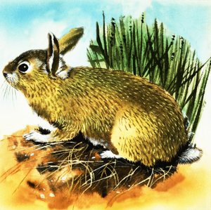 Conejo de English School
