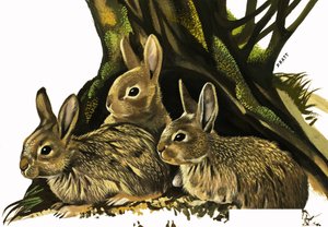 Conejos